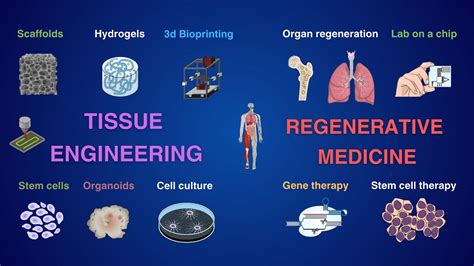  Elastin: Unveiling the Secrets of Tissue Engineering and Regenerative Medicine!